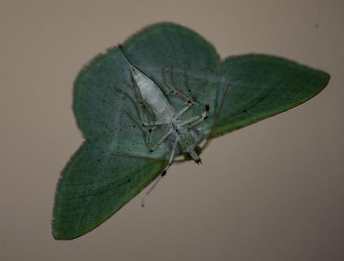 Dichorda rectaria