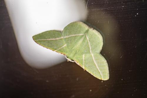 Dichorda rectaria