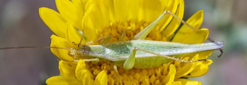 Oecanthus sp.