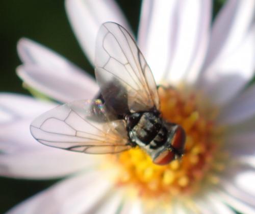 Phasia obesa