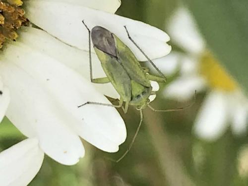 Closterotomus norwegicus
