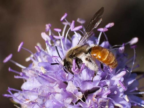 Réf. 240 399 : Andrena marginata