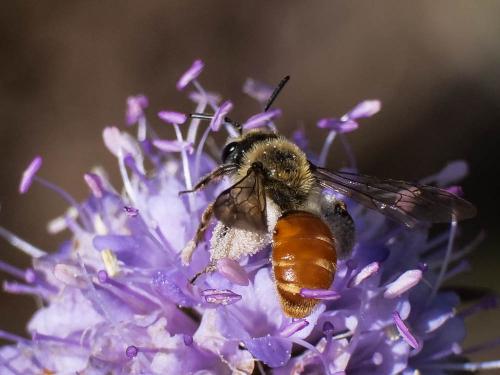 Réf. 240 398 : Andrena marginata