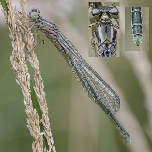 Réf. 240 777 : Coenagrion mercuriale