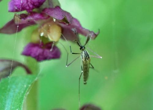 Réf. 240 466 : Ochlerotatus sp.