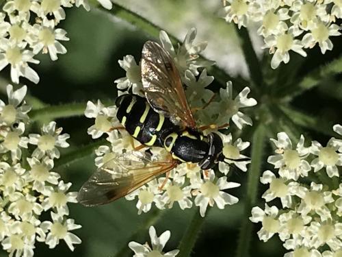 Chrysotoxum festivum
