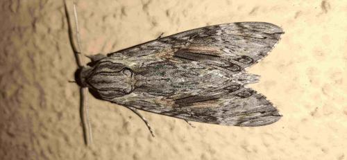 Réf. 240 266 : Agrius convolvuli