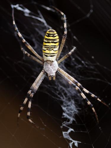 Réf. 240 977 : Argiope bruennichi