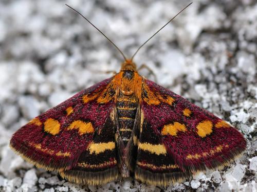 Réf. 240 959 : Pyrausta purpuralis