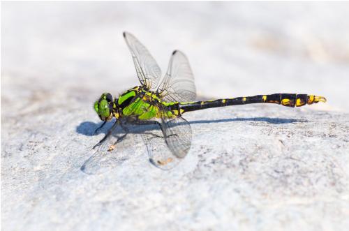 Nihonogomphus viridis