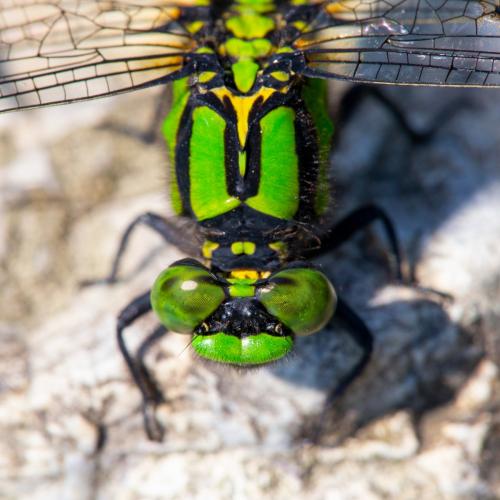 Nihonogomphus viridis