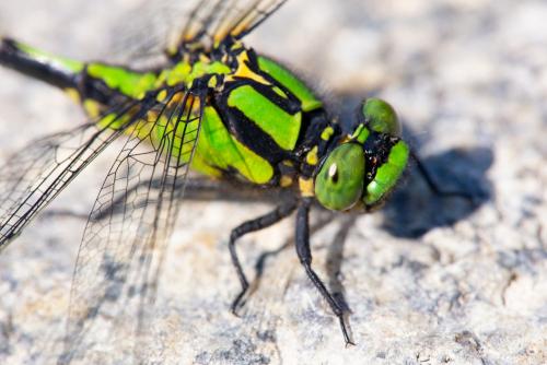 Nihonogomphus viridis