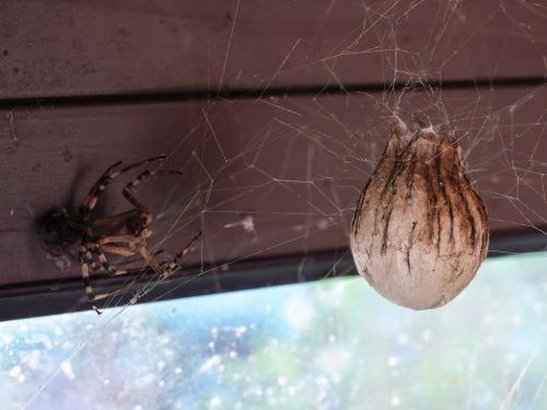 Argiope bruennichi