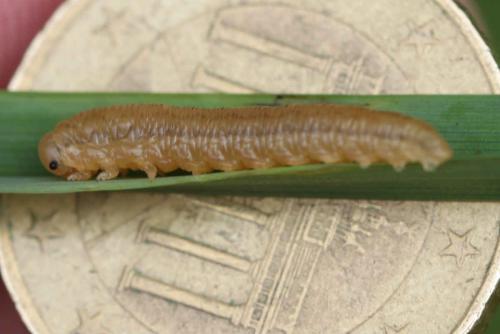 Réf. 240 425 : Macrophya duodecimpunctata