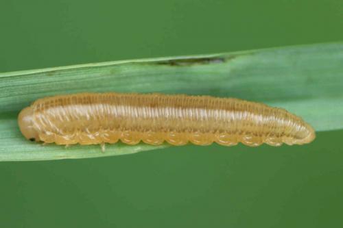 Réf. 240 253 : Macrophya duodecimpunctata