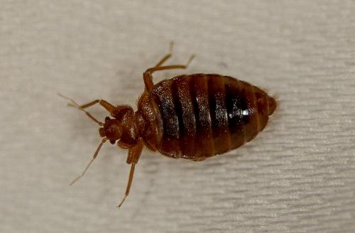 Cimex sp.