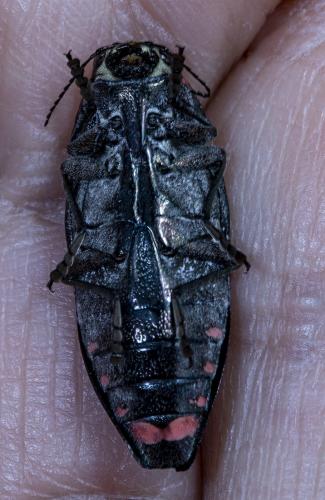 Réf. 240 377 : Buprestis sp.