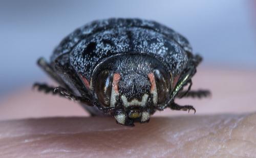 Buprestis sp.