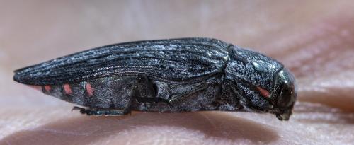 Réf. 240 379 : Buprestis sp.