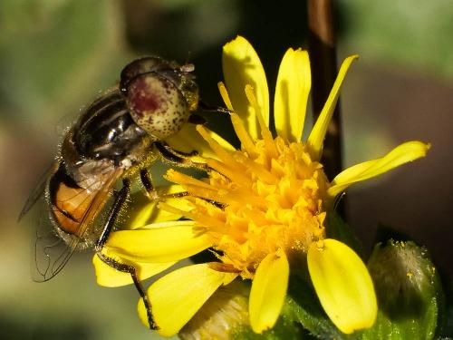 Réf. 240 874 : Eristalinus megacephalus
