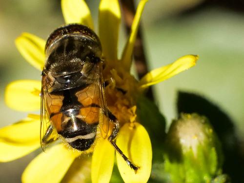 Réf. 240 875 : Eristalinus megacephalus