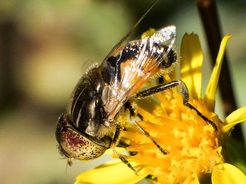Réf. 240 876 : Eristalinus megacephalus