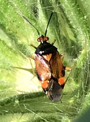 Deraeocoris ruber