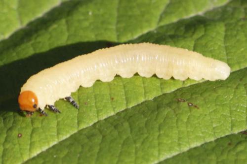 Réf. 240 426 : Diprion pini