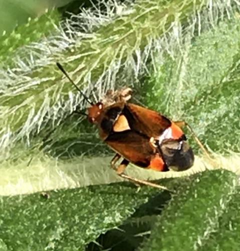 Réf. 240 229 : Deraeocoris ruber