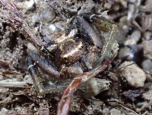 Xysticus sp.