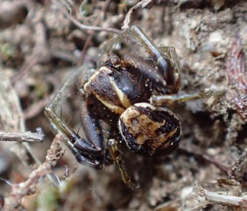 Xysticus sp.