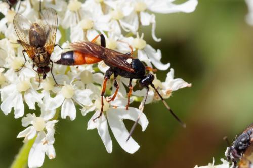 Ichneumon sp.