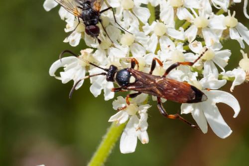 Ichneumon sp.