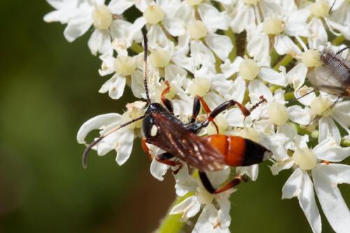 Ichneumon sp.