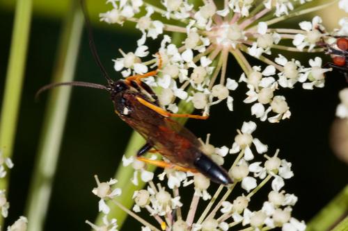 Ichneumoninae