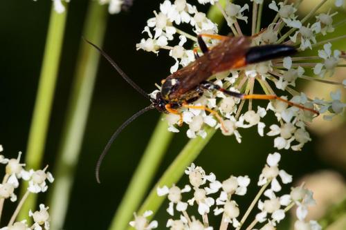 Ichneumoninae