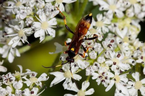 Réf. 240 690 : Ichneumon stramentor