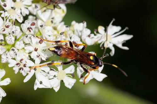 Réf. 240 691 : Ichneumon stramentor