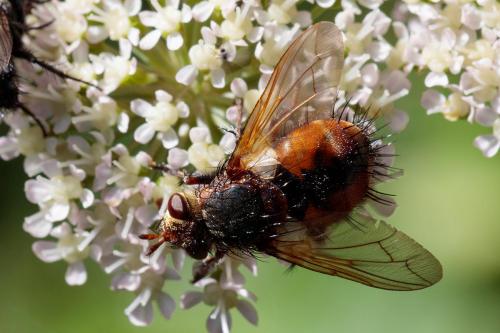 Réf. 240 142 : Tachina fera