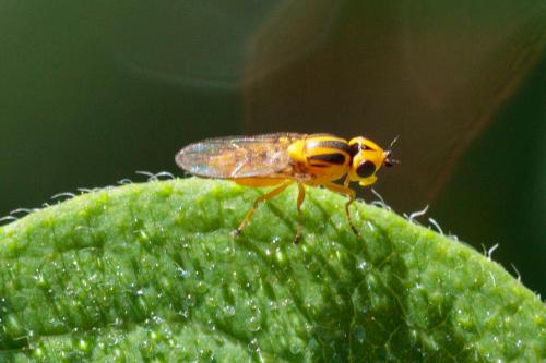 Réf. 240 757 : Chlorops sp.
