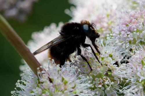 Réf. 240 769 : Volucella bombylans