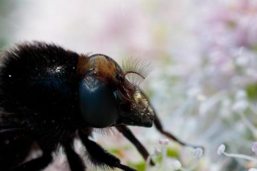 Réf. 240 771 : Volucella bombylans
