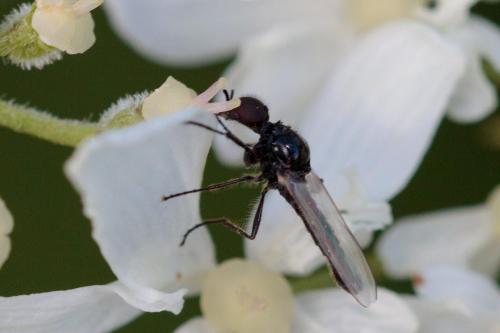 Dilophus sp.