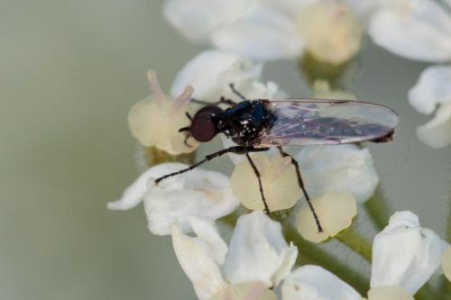 Dilophus sp.