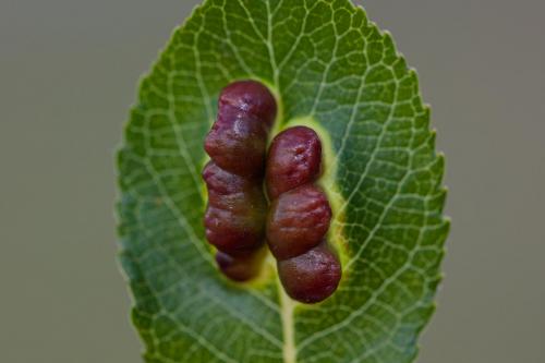 Euura virilis
