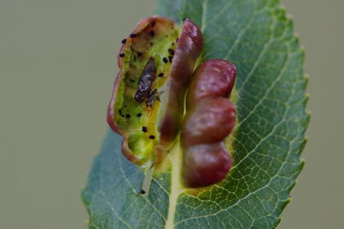 Euura virilis