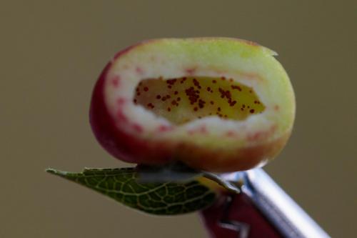Réf. 240 806 : Euura viminalis
