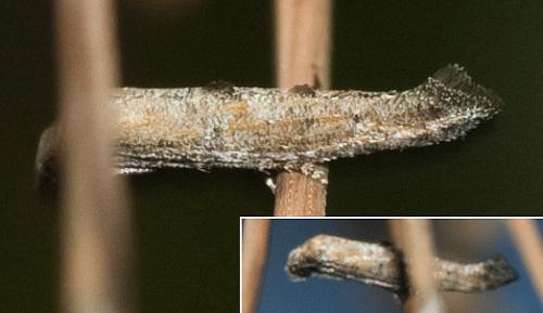 Réf. 240 362 : Epermenia sp.