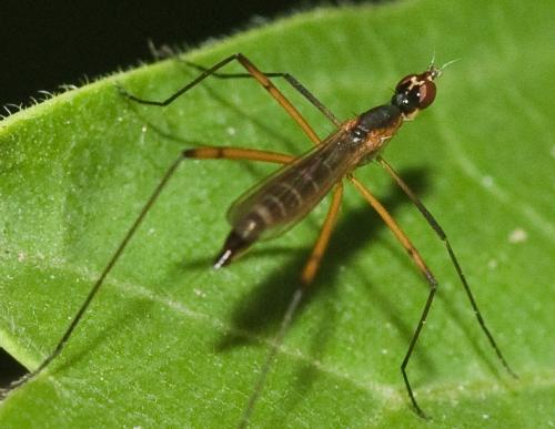 Micropeza grallatrix