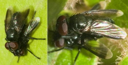 Catharosia pygmaea